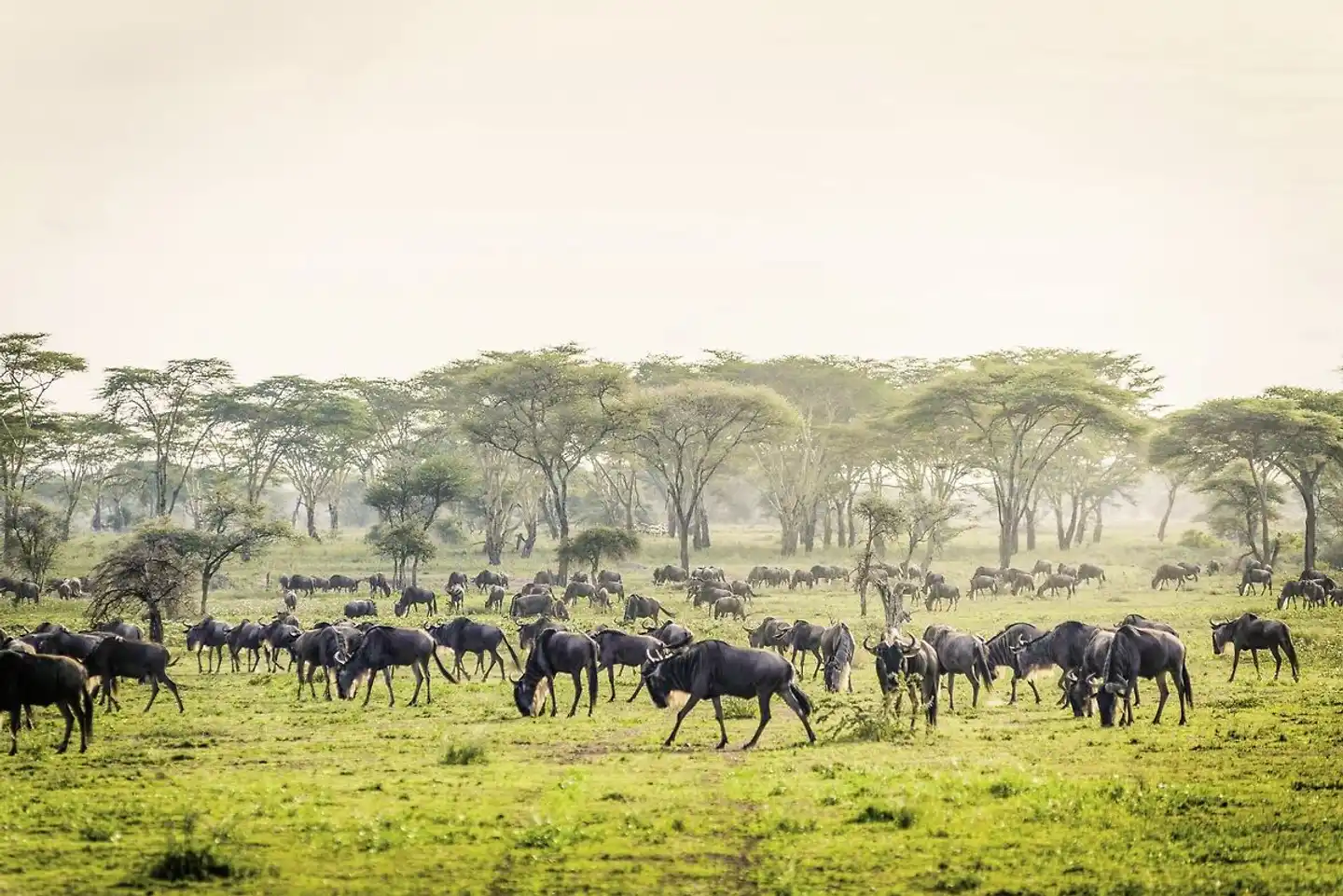 Sanctuary Kichakani Serengeti Camp Tiere
