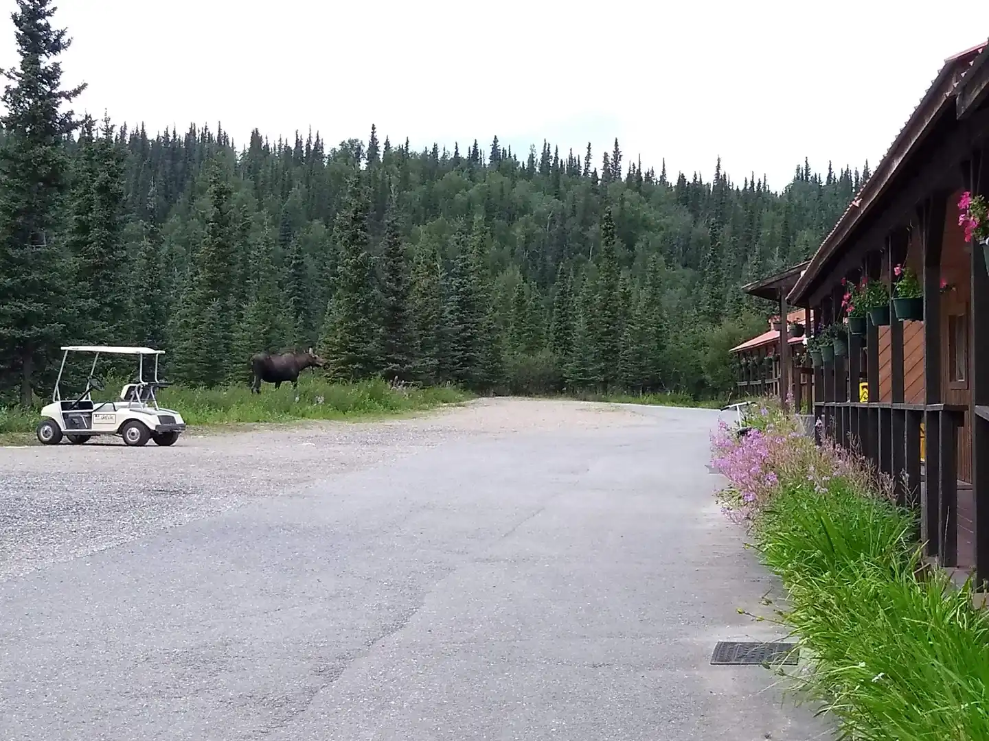 White Moose Lodge Landschaft