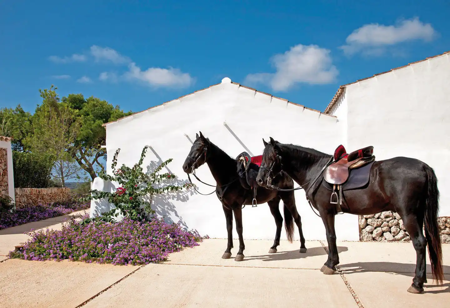 Finca Torralbenc Tiere