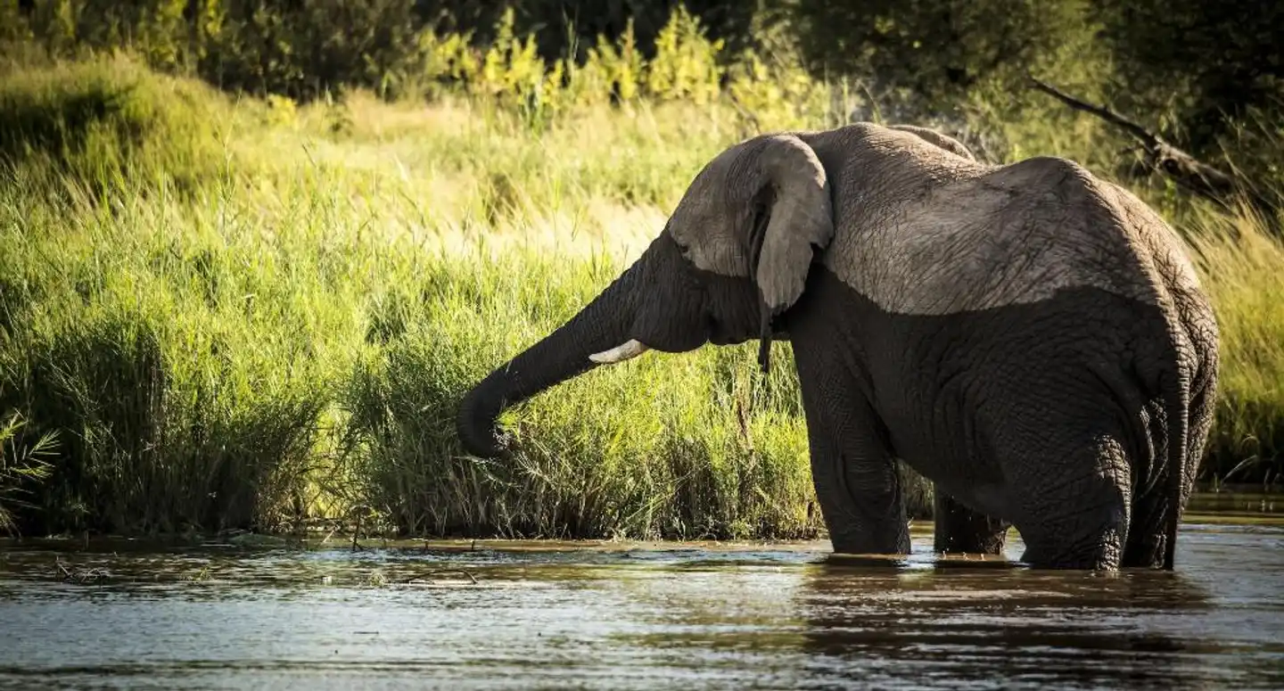 Marataba Mountain Lodge Tiere