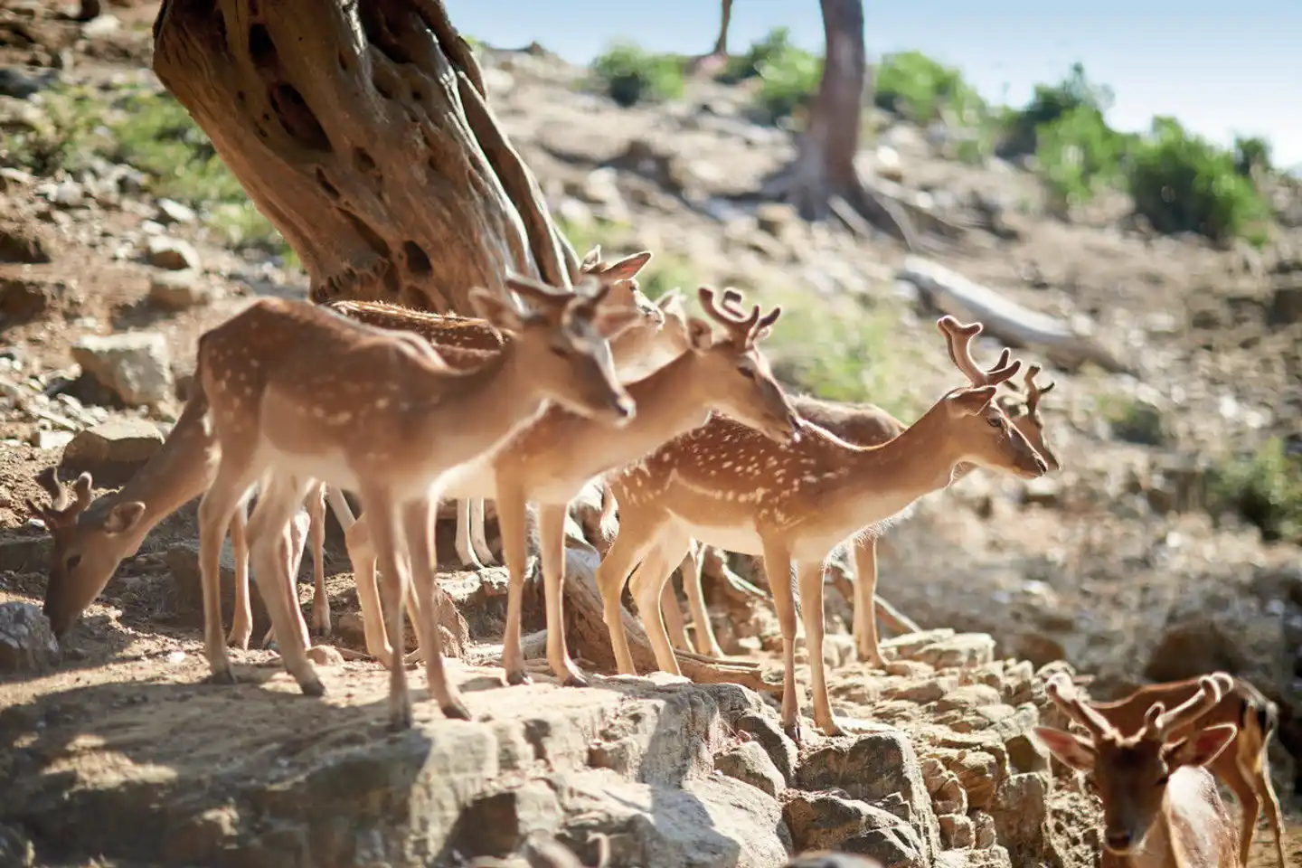 Makryammos Bungalows Tiere