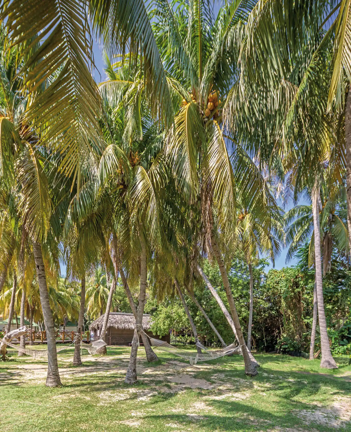 Sol Palmeras Garten