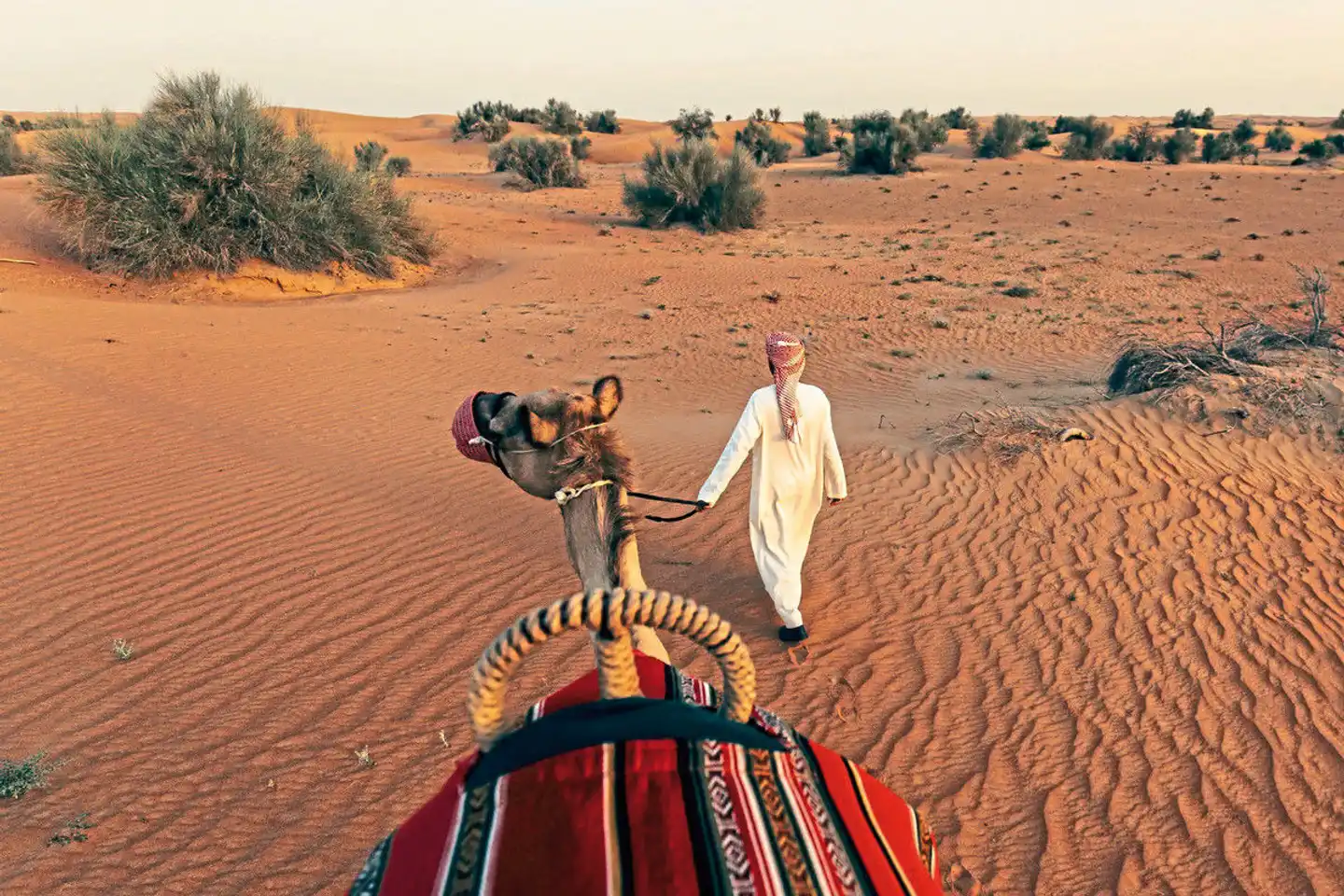 Al Maha, A Luxury Collection Desert Resort & Spa Tiere