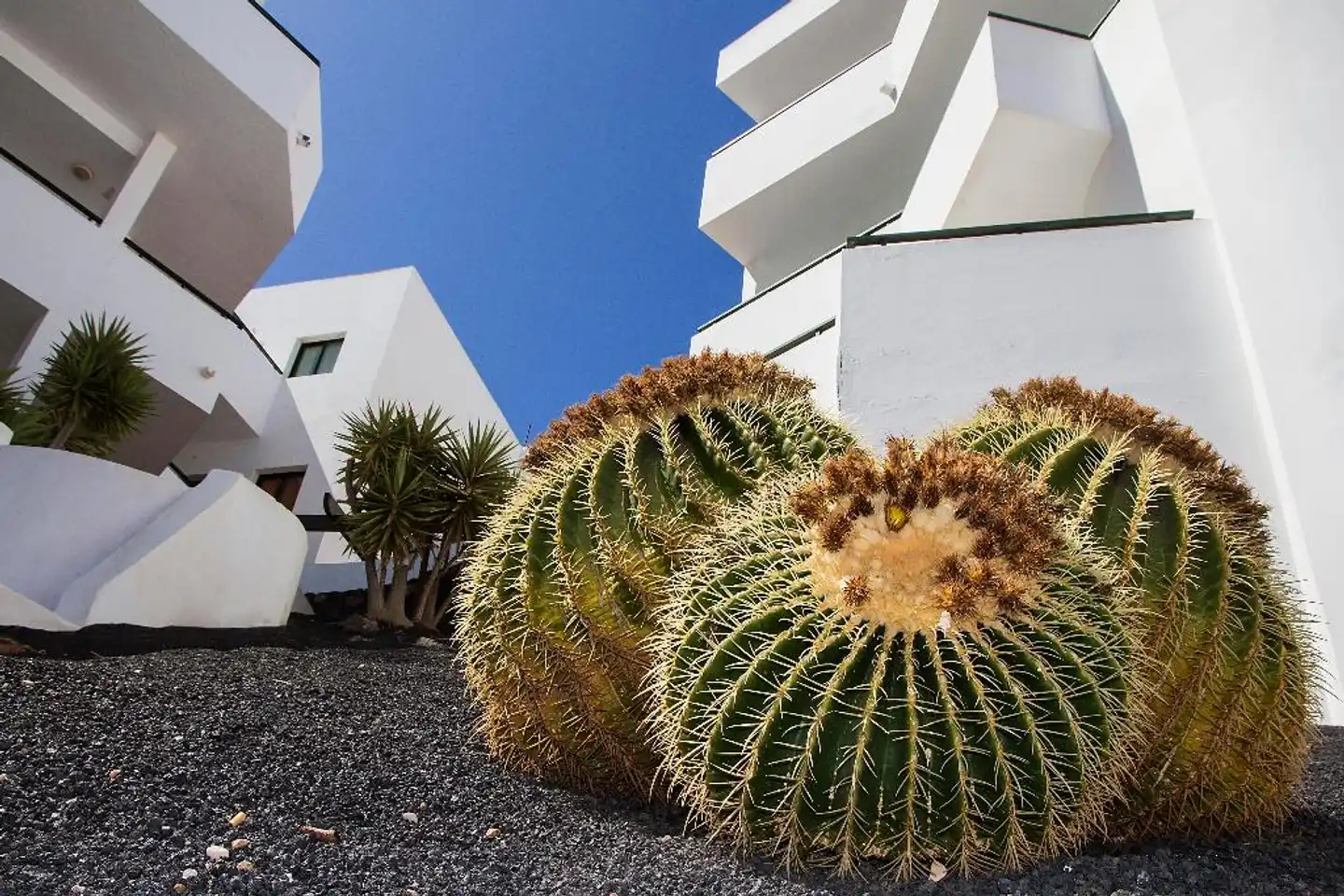Lanzarote Paradise Tiere