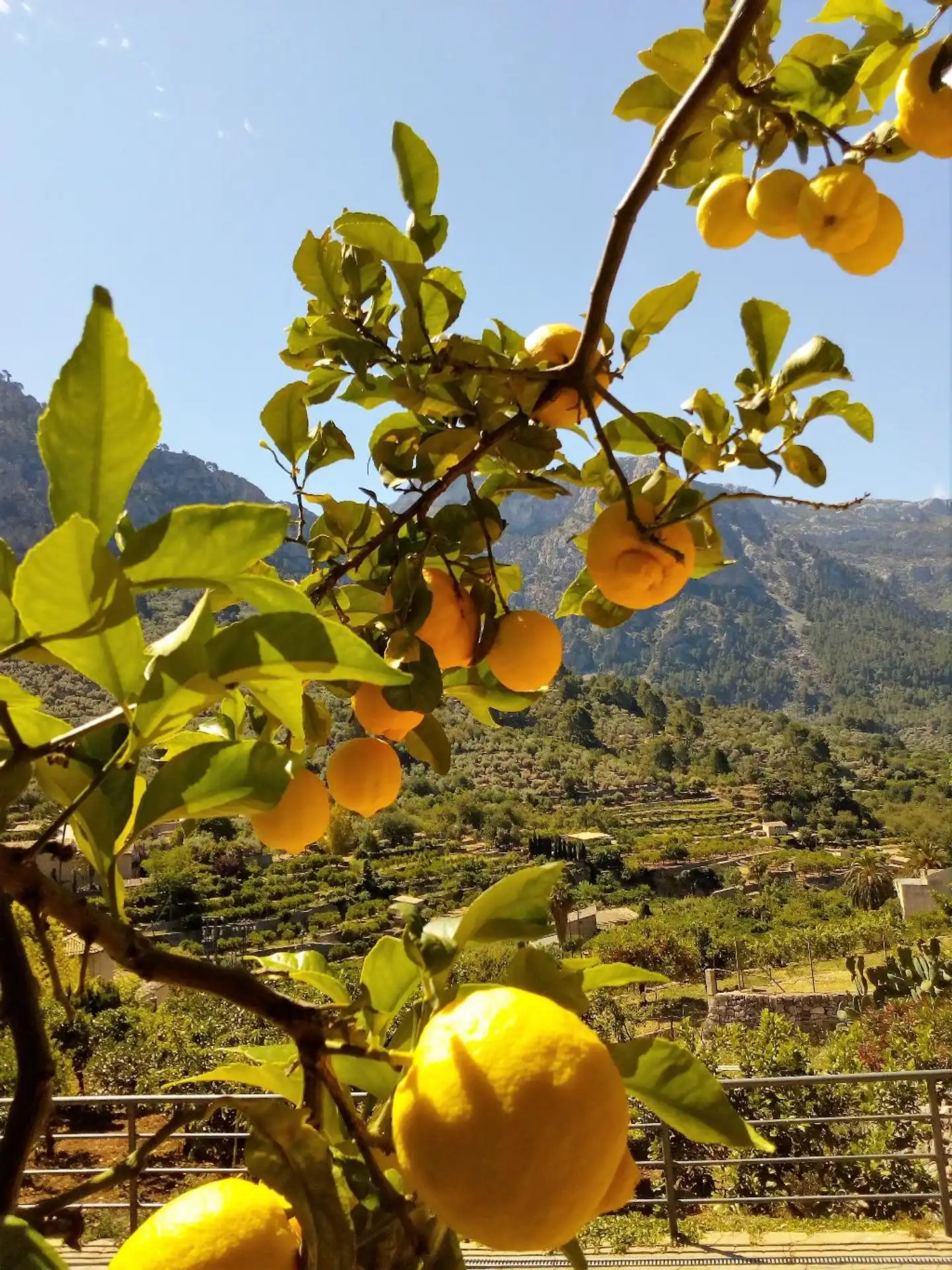 Hotel Apartment Sa Tanqueta de Fornalutx Landschaft