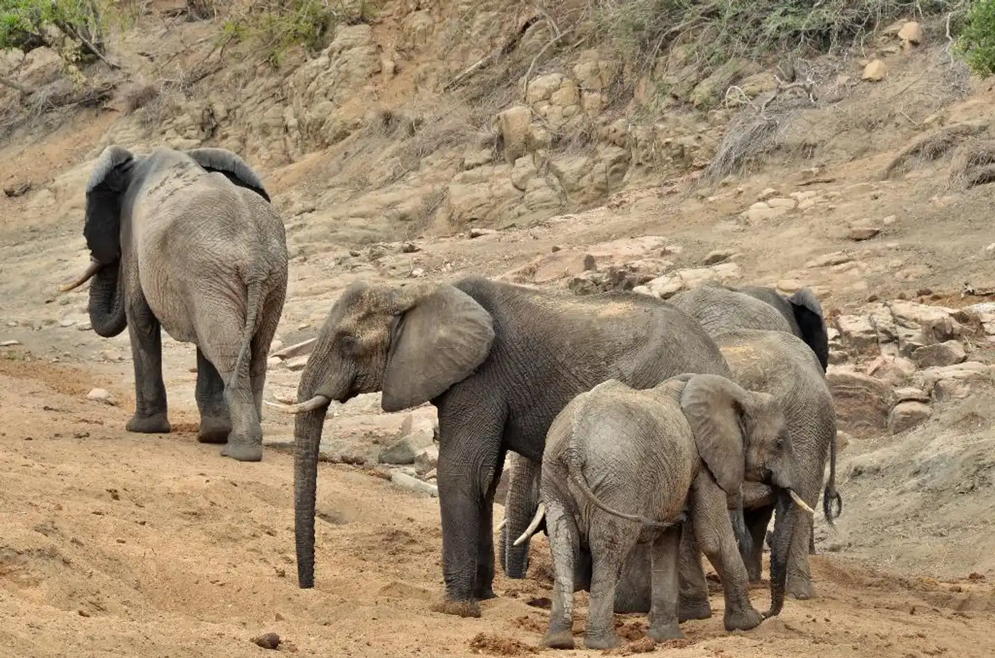 Hamiltons Tented Camp Tiere