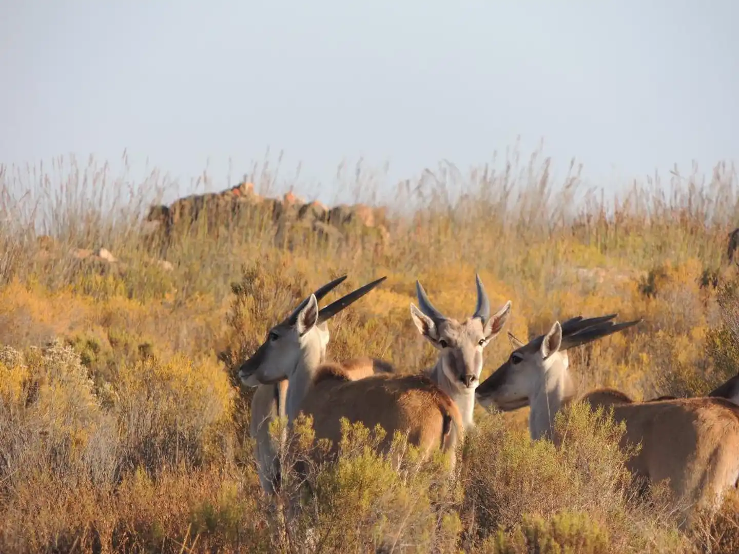Kagga Kamma Nature Reserve Tiere