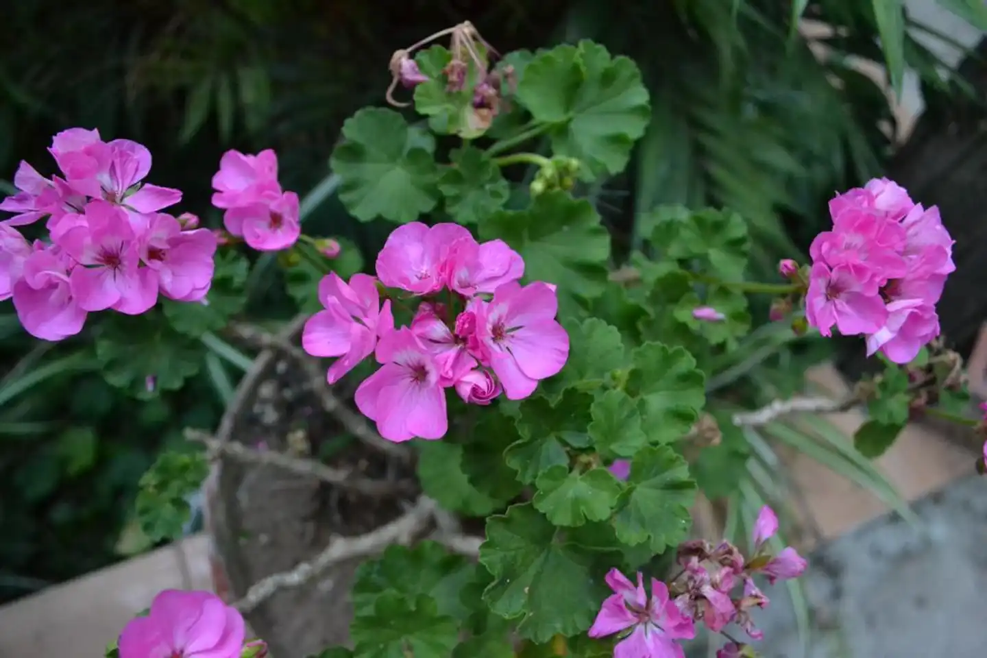 Sorrento Experience Landschaft