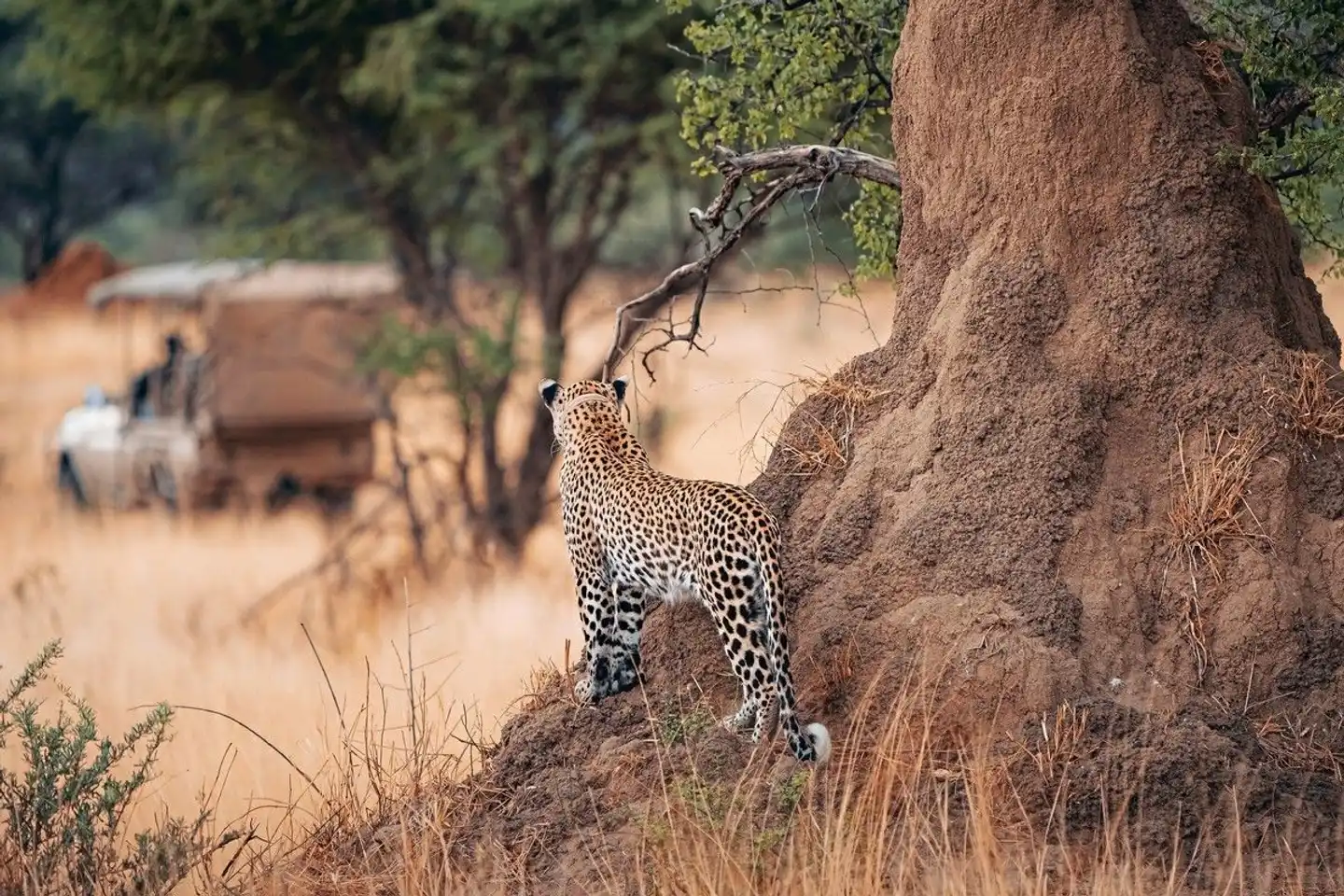 Okonjima Tiere