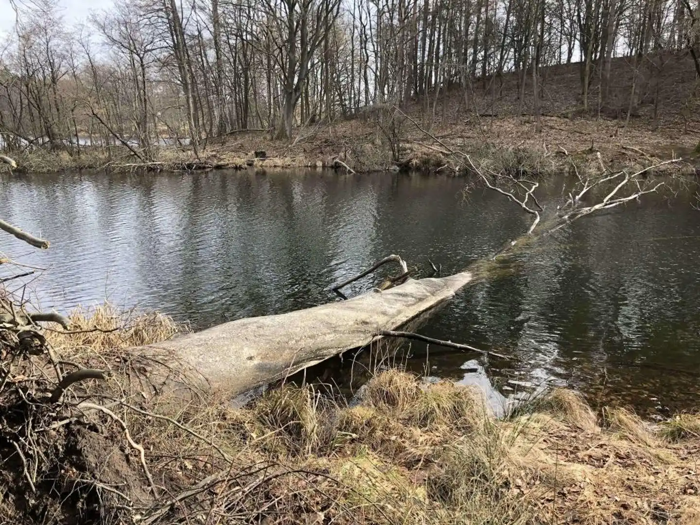 RIVERSIDE INN Tiere