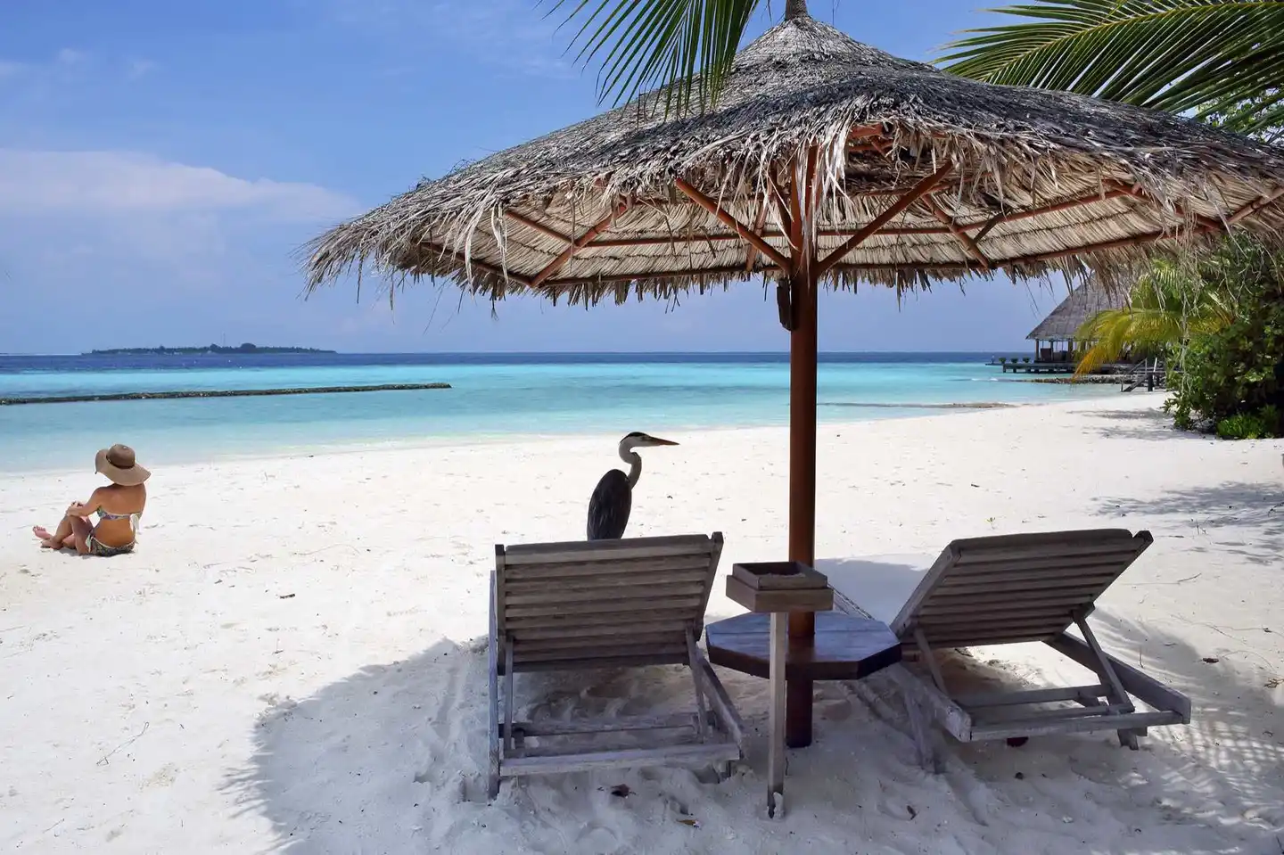 Gangehi Island Resort BEACH