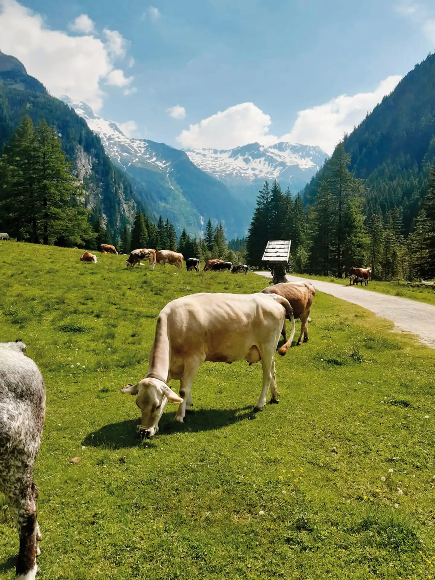 Hubertus Tiere
