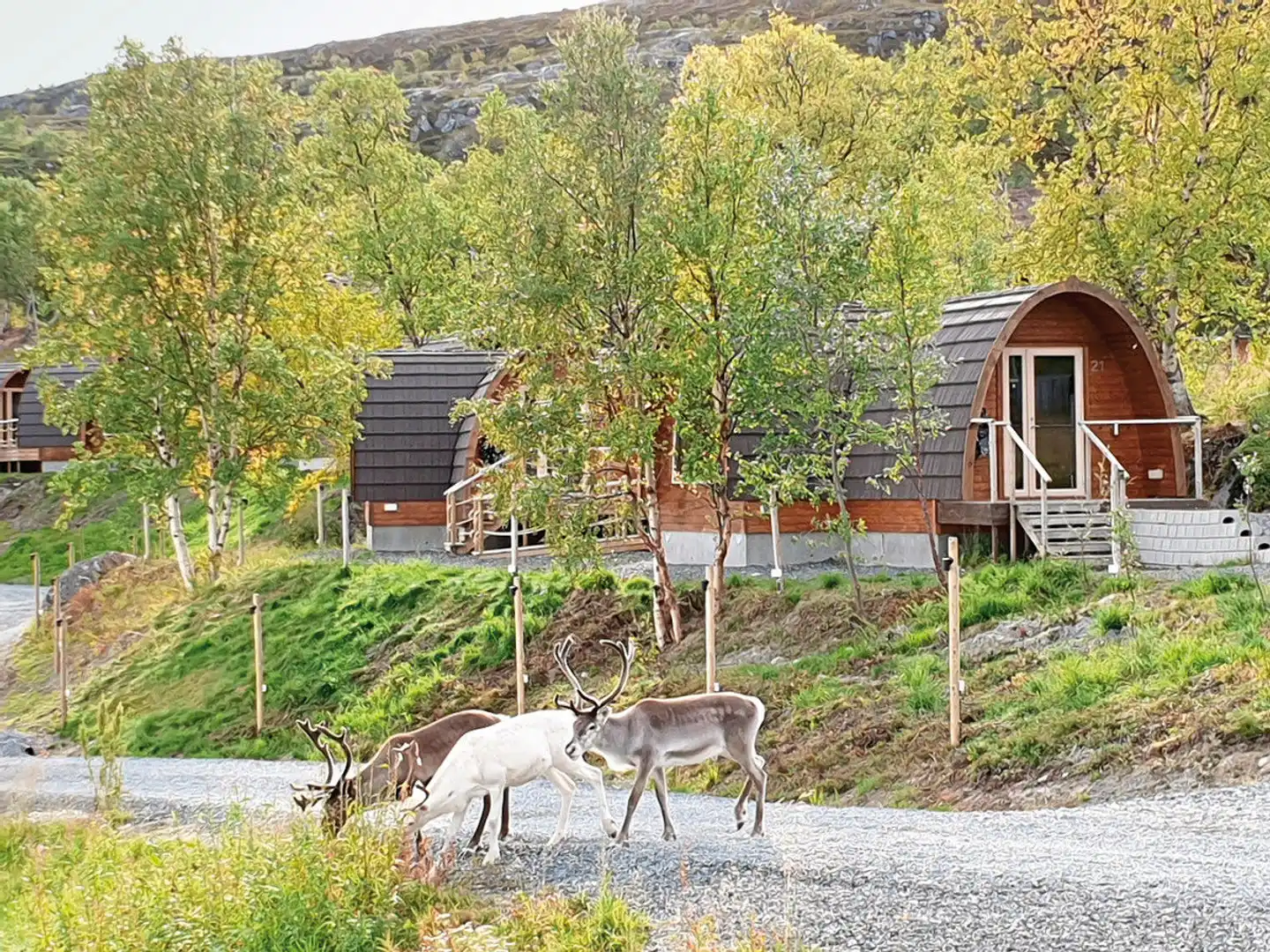 Kirkenes Snowhotel Tiere