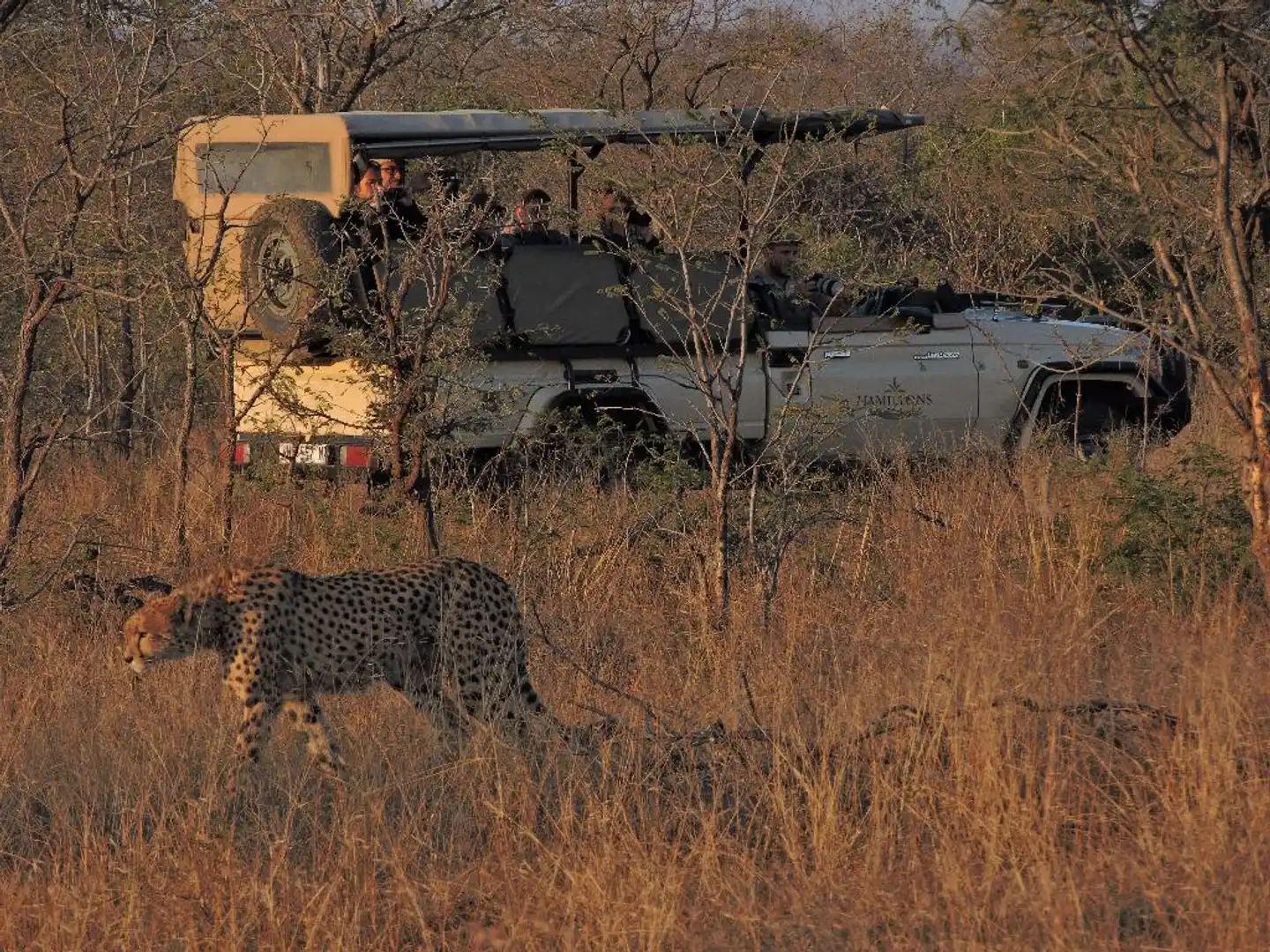 Hamiltons Tented Camp Tiere
