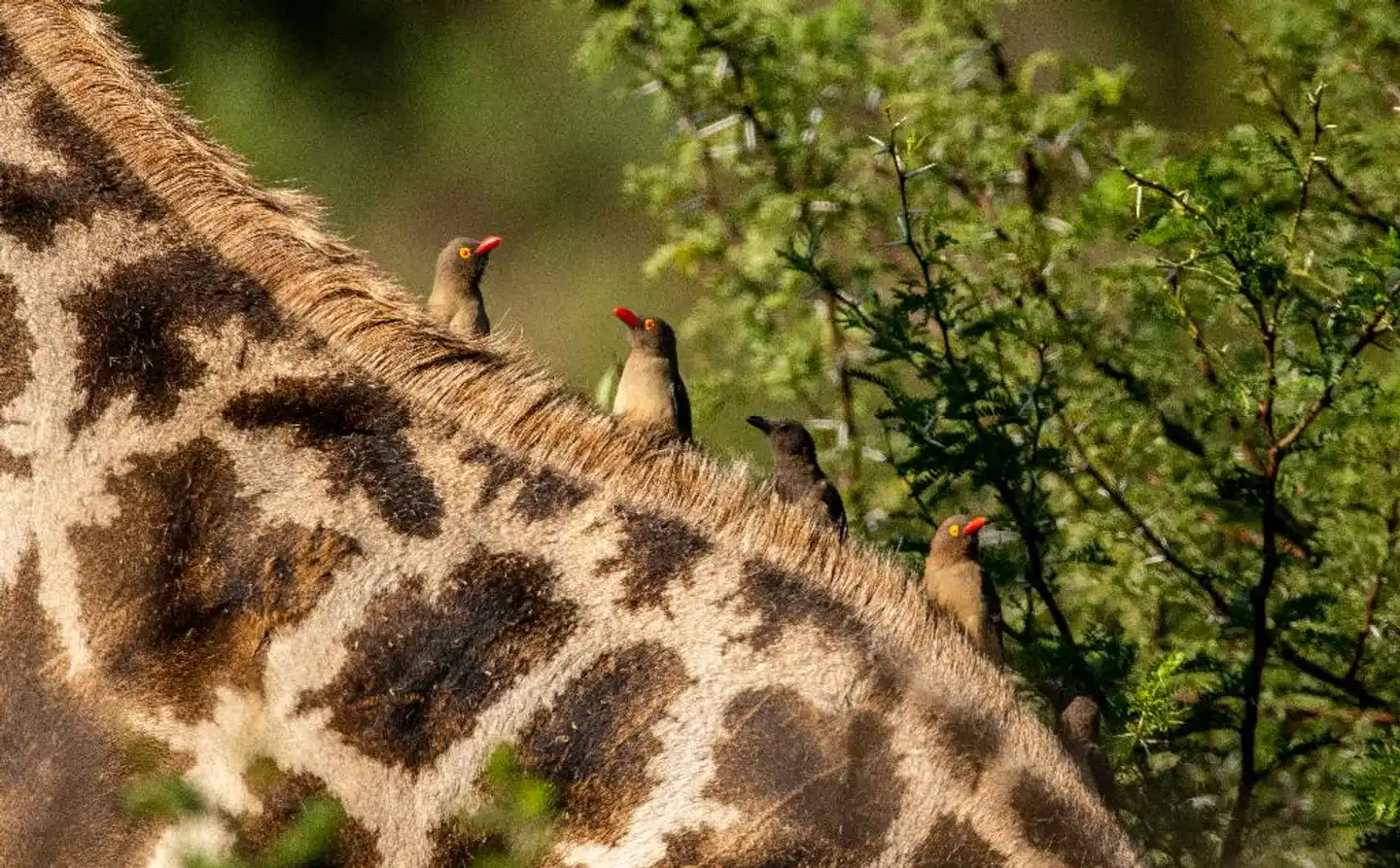 Black Rhino Game Lodge Tiere