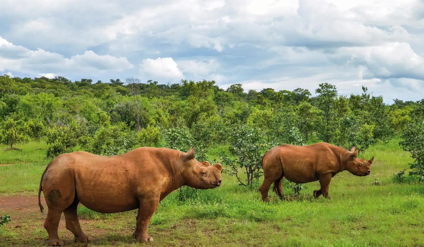 The Stanley & Livingstone at Victoria Falls Tiere