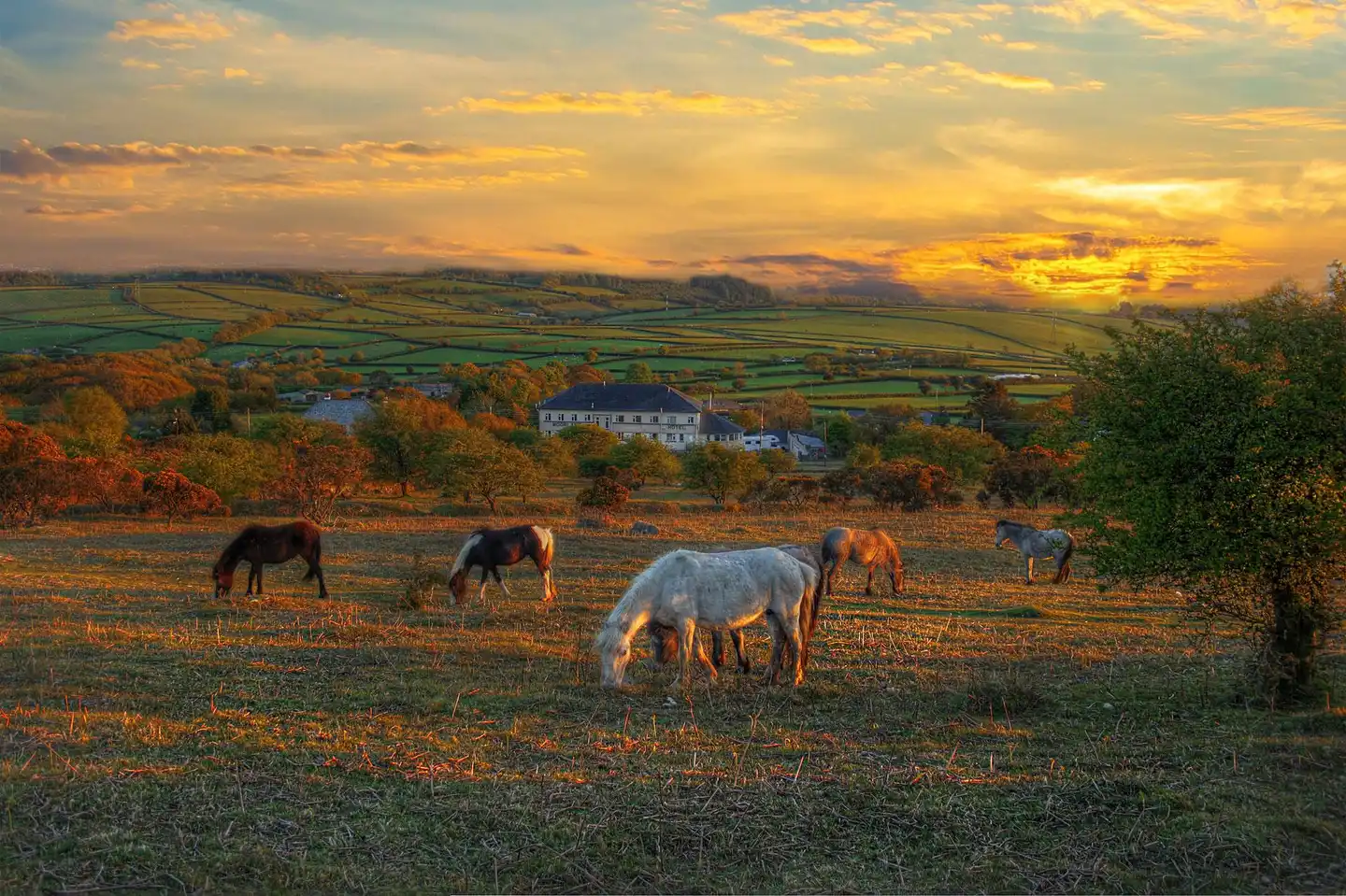 The Moorland Hotel Restaurant & Bar Tiere