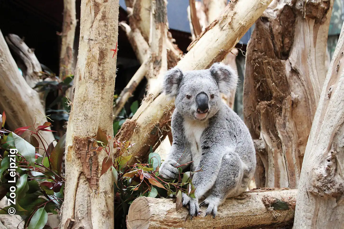 Leipzig mit Zoo Tiere