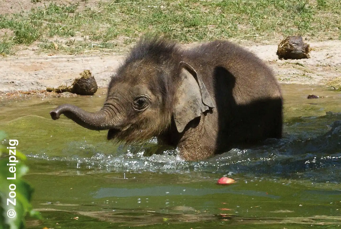 Leipzig mit Zoo Tiere