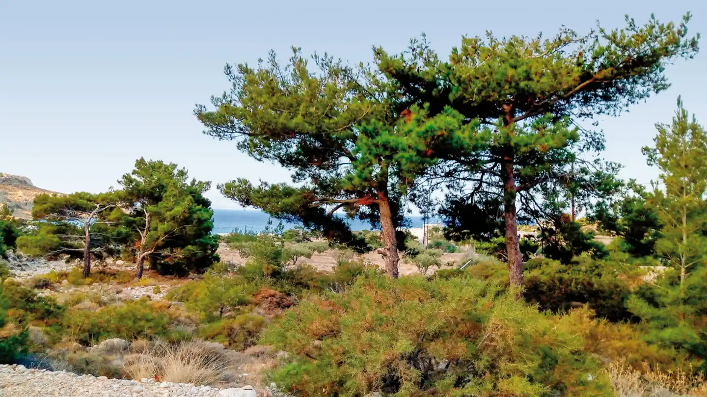 Blue Horizon Studios Landschaft