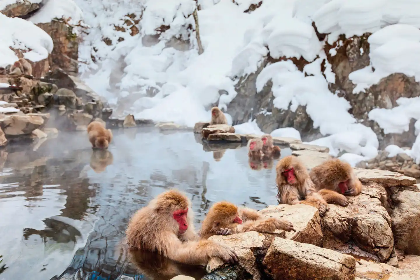 Japan Rundreise Tiere