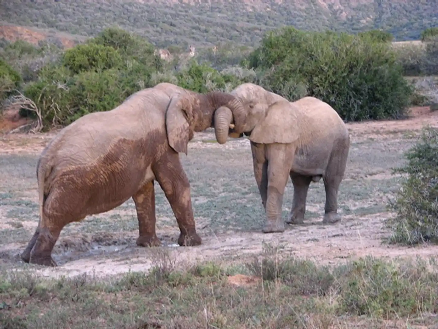 Amakhala Game Reserve - Bukela Game Lodge Tiere