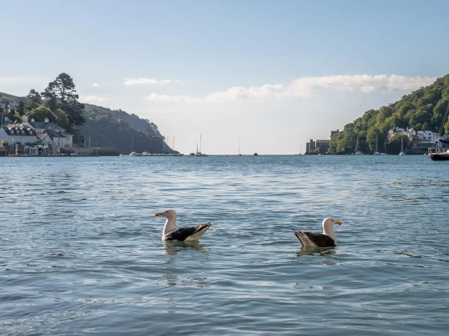 Waterfront House Tiere