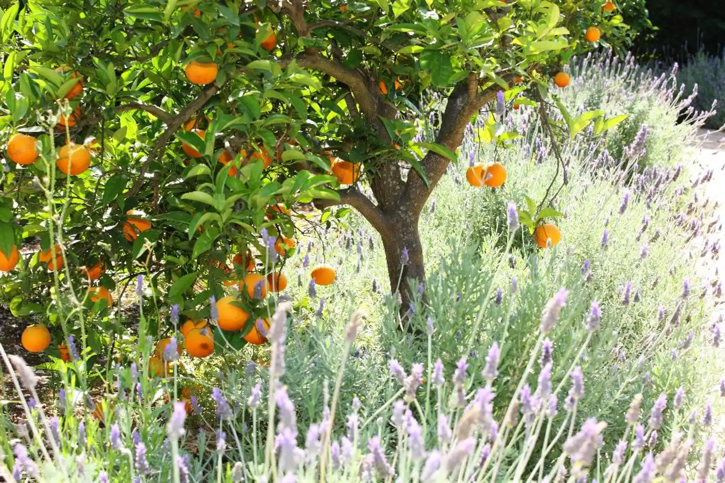 Finca Ca's Curial Landschaft