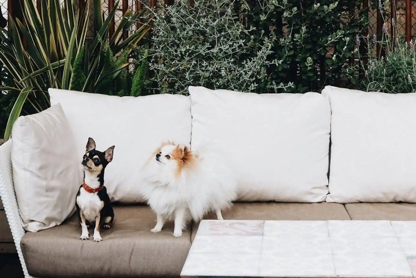 ICON BCN by Petit Palace Tiere
