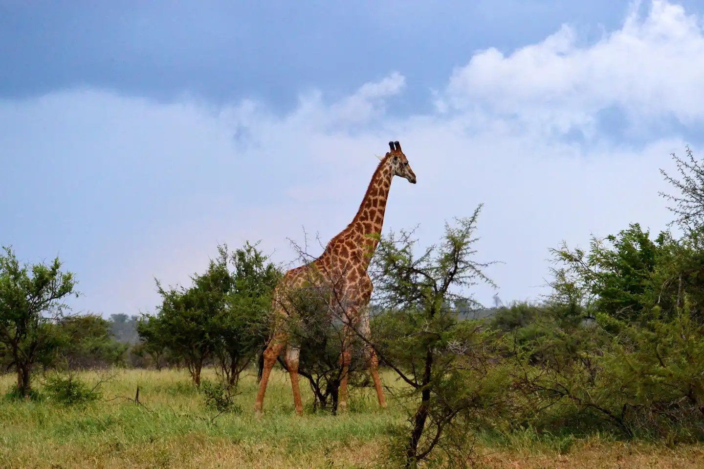 Pestana Kruger Lodge Tiere