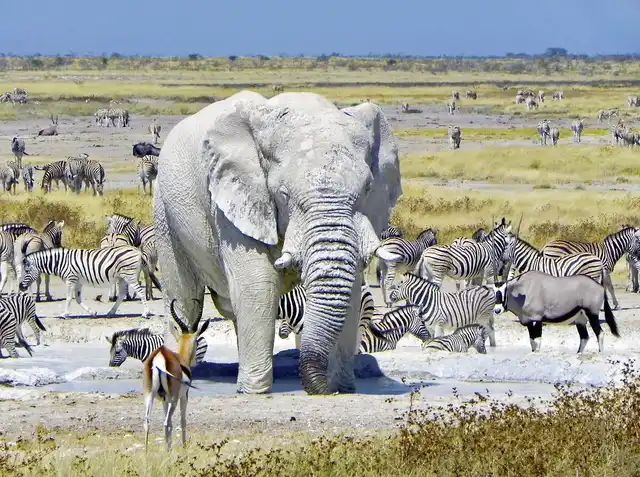 Namibia Classic Superior Tiere