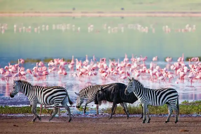Abenteuer Tansania Tiere