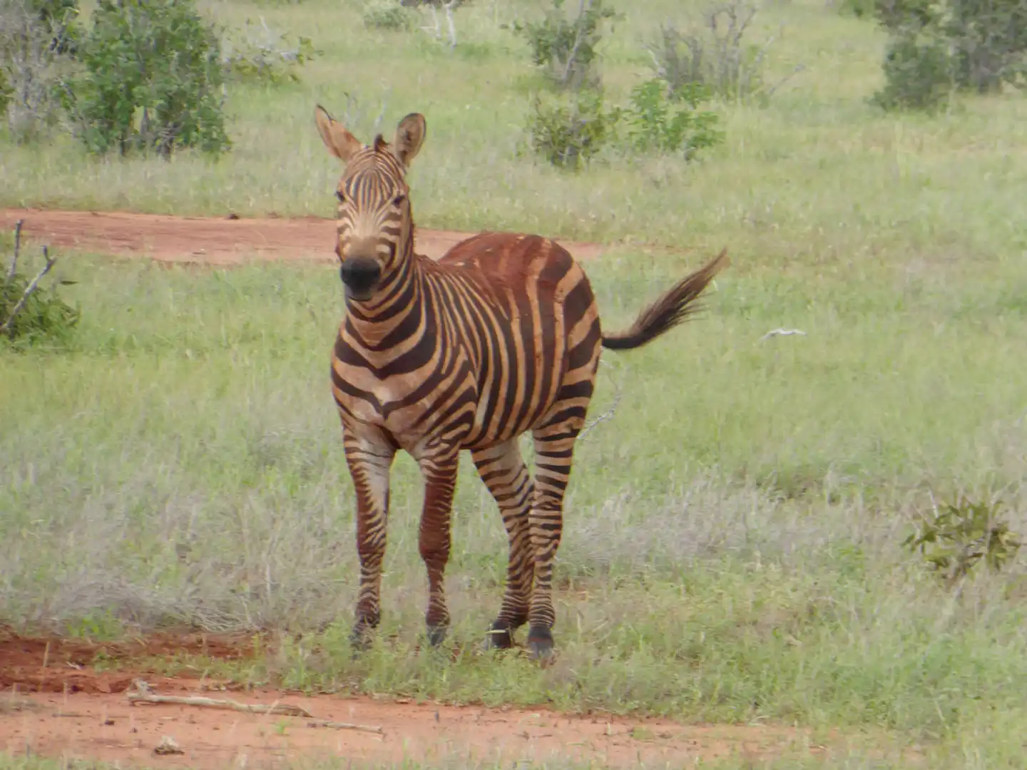 Tsavo Abenteuer Tiere
