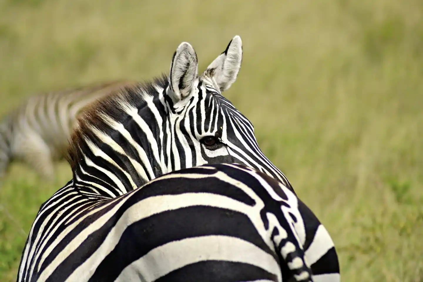 Tsavo Abenteuer Tiere
