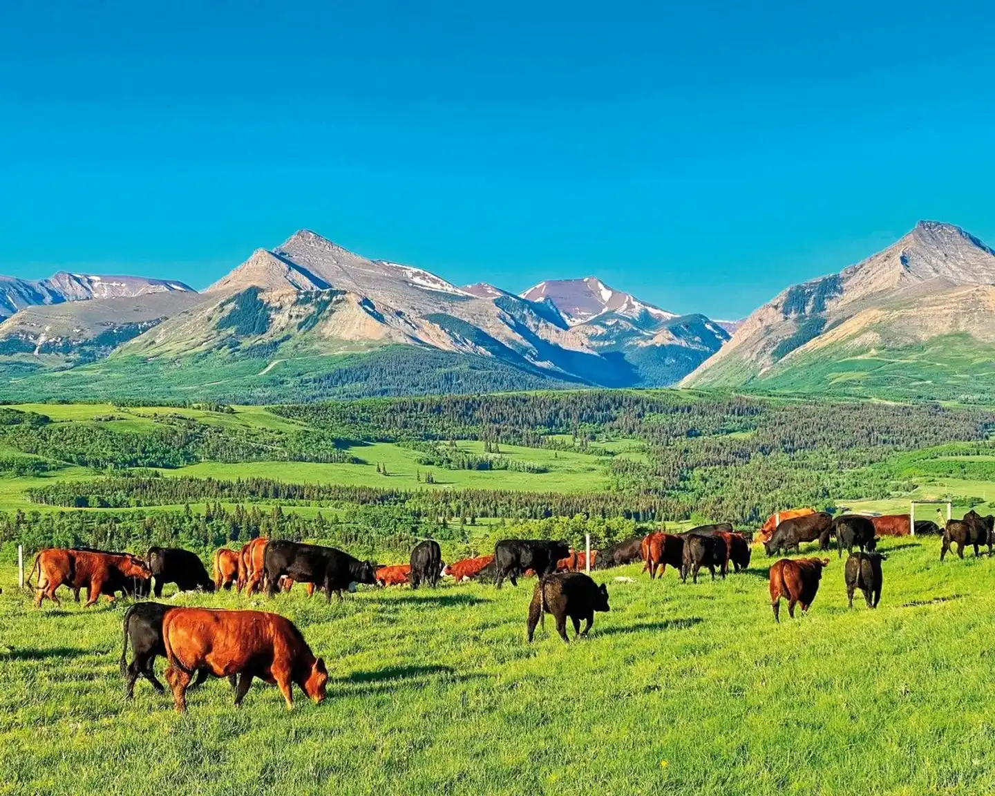 Thanksgiving Ranch Tiere