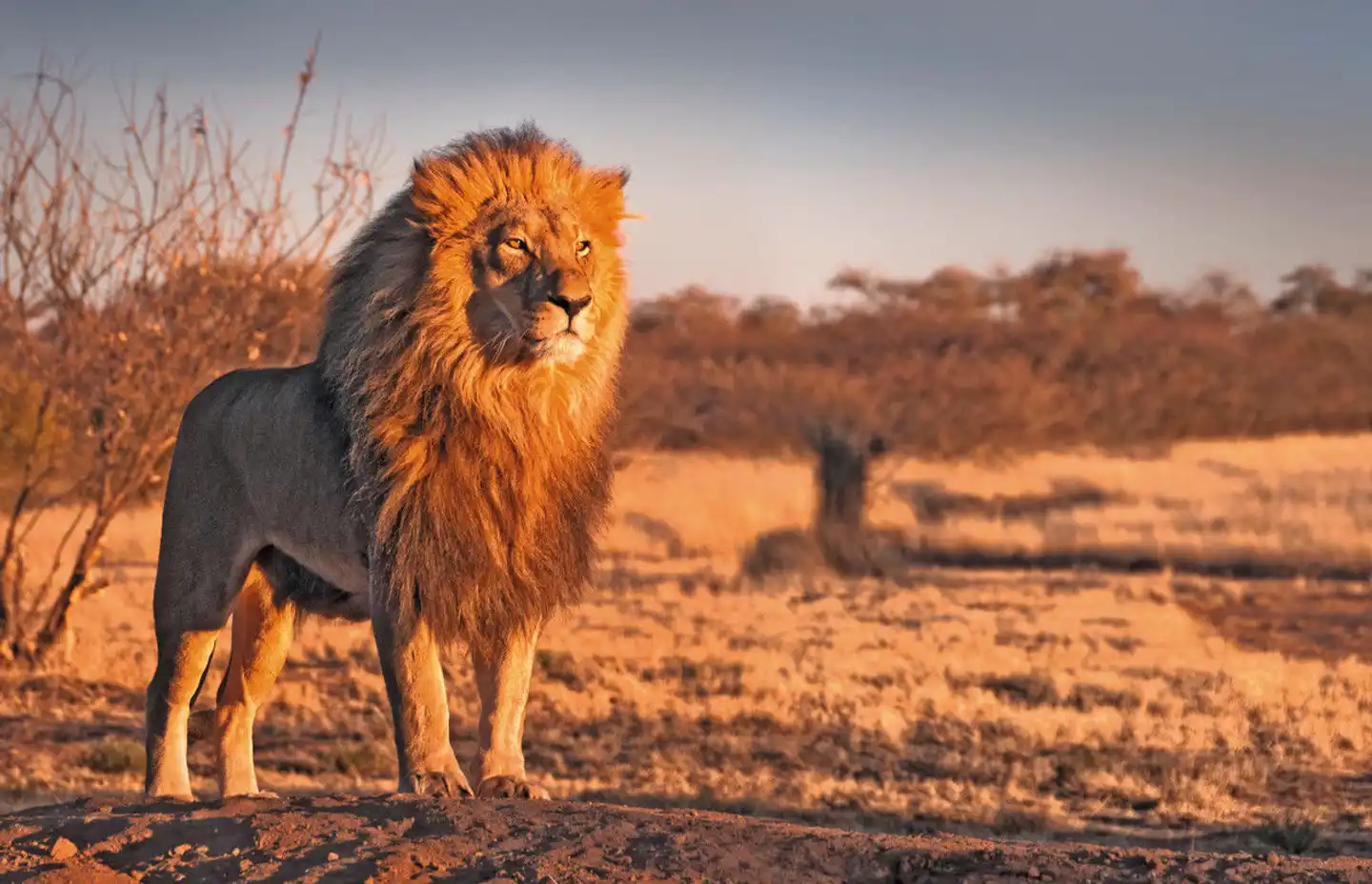 Magisches Tansania Tiere
