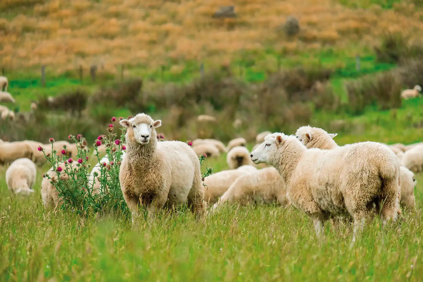 Erlebnis Neuseeland auf Schiene & Straße Tiere