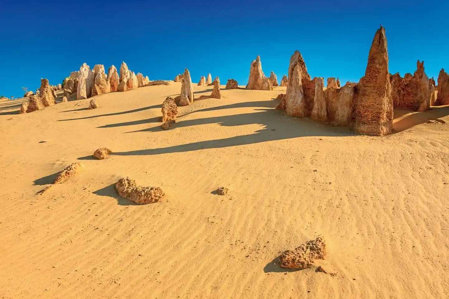 Outback Coast Tiere