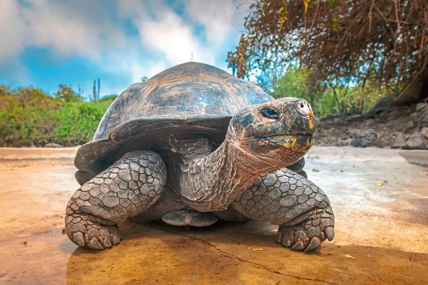 Ecuador auténtico Tiere