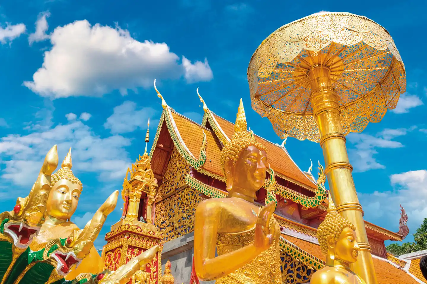 Highlights im Goldenen Dreieck Tiere