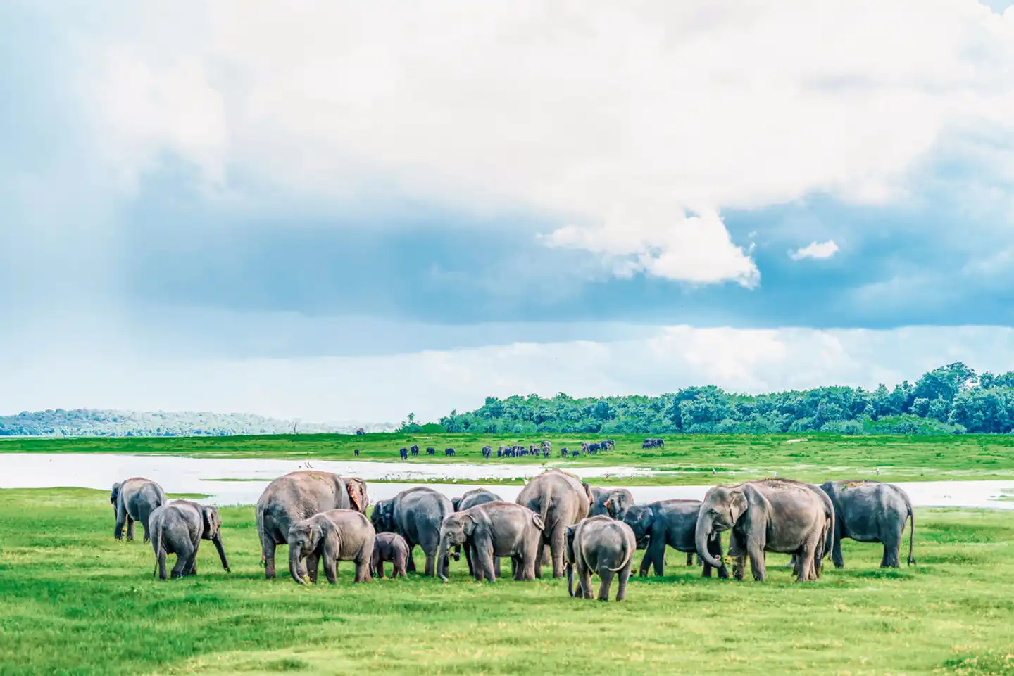 Sri Lanka für Genießer Tiere