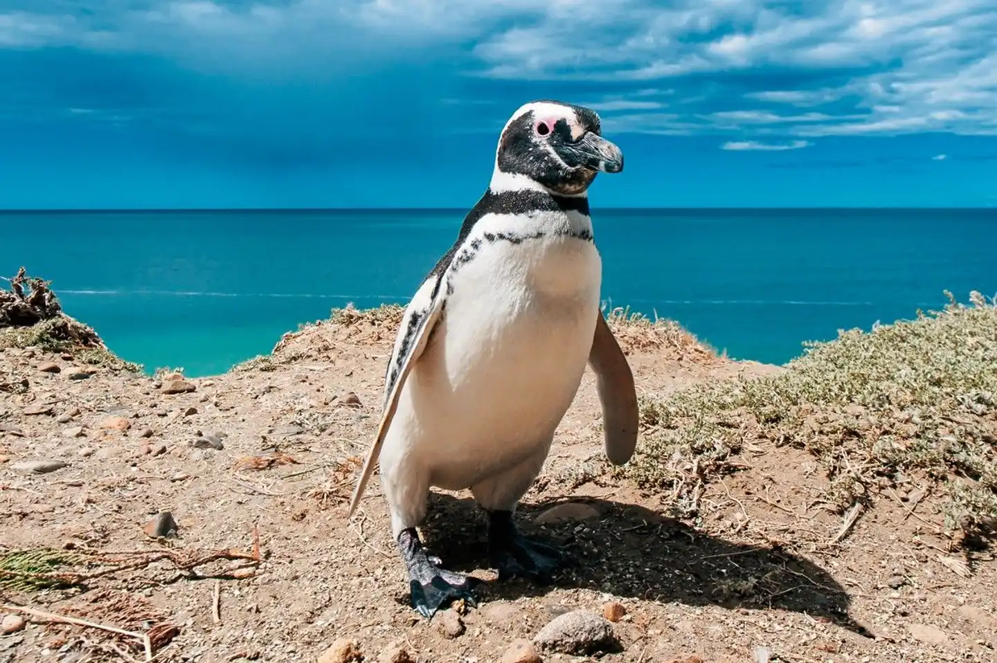 Argentinien auf einen Blick Tiere