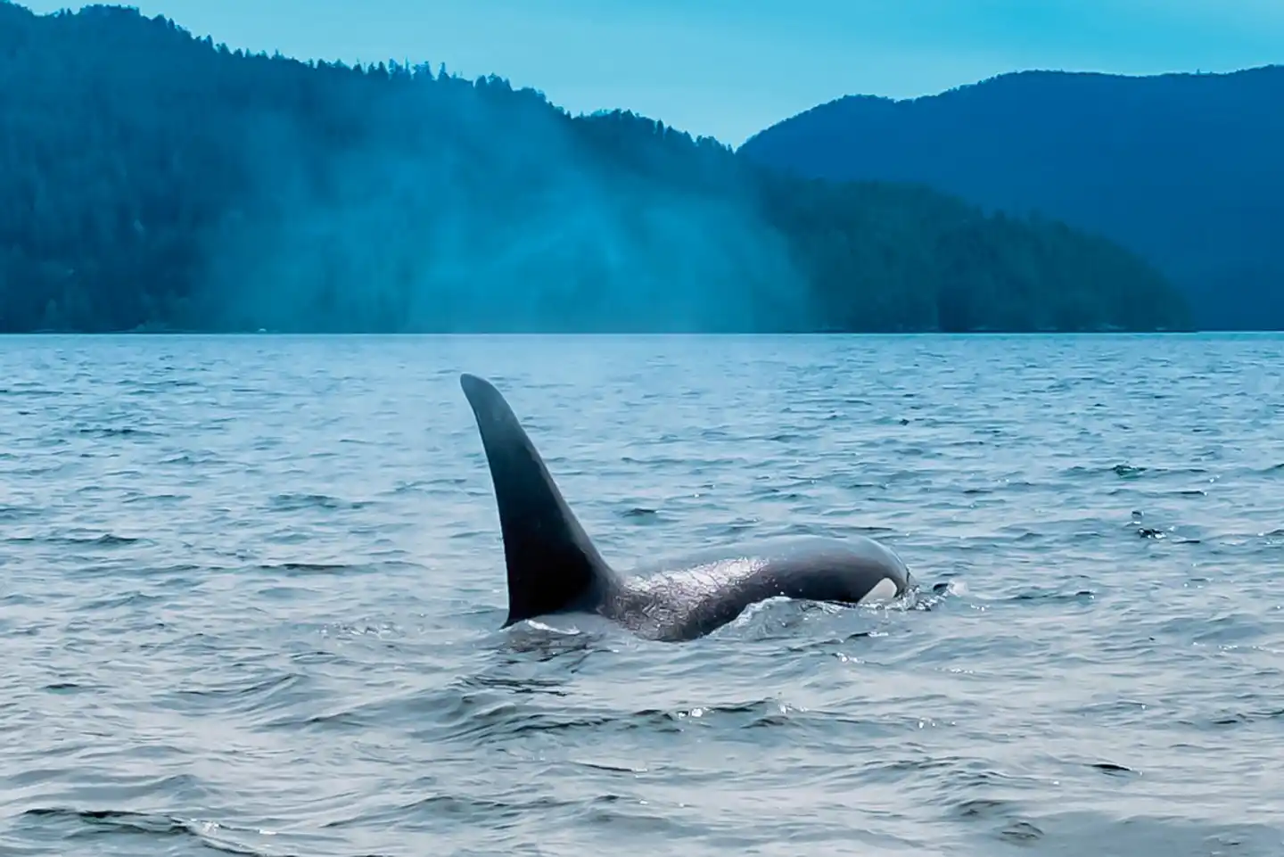 Ours, Baleines & Ile de Vancouver Tiere