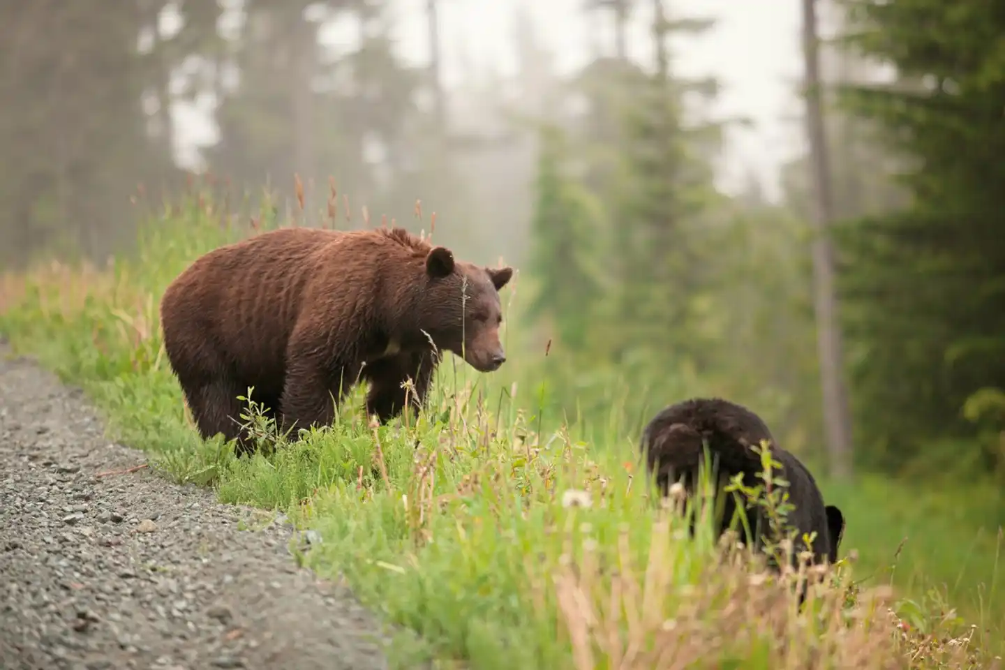 Ours, Baleines & Ile de Vancouver Tiere