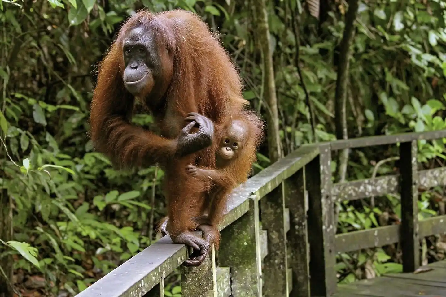 Naturwunder Borneos (Kota Kinabalu-Kuching) Tiere