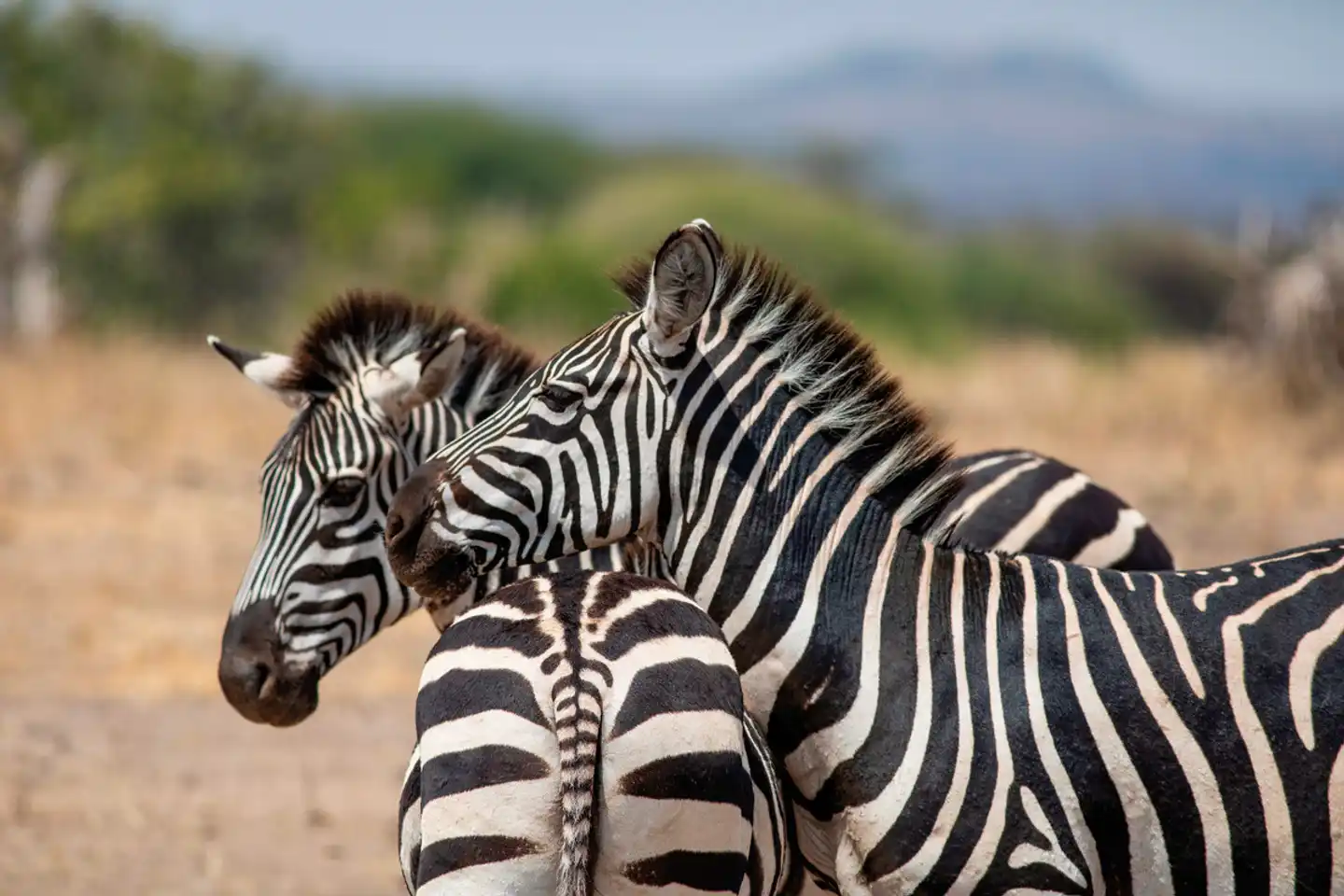 Tansania Explorer Tiere