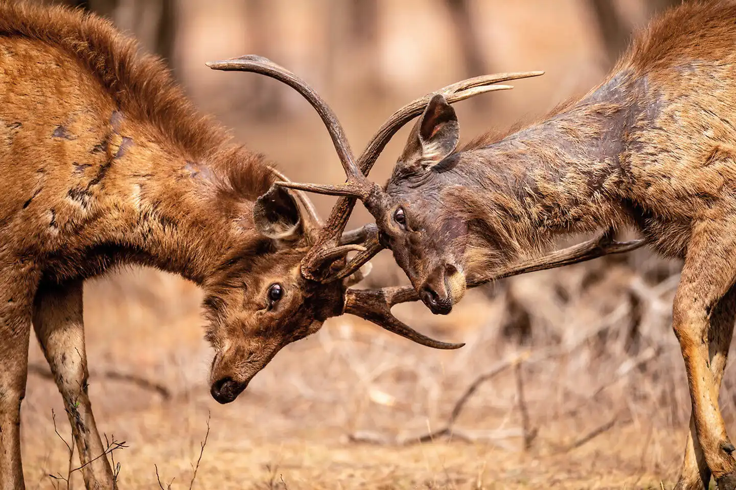 Goldenes Dreieck - Kultur & Wildlife Tiere