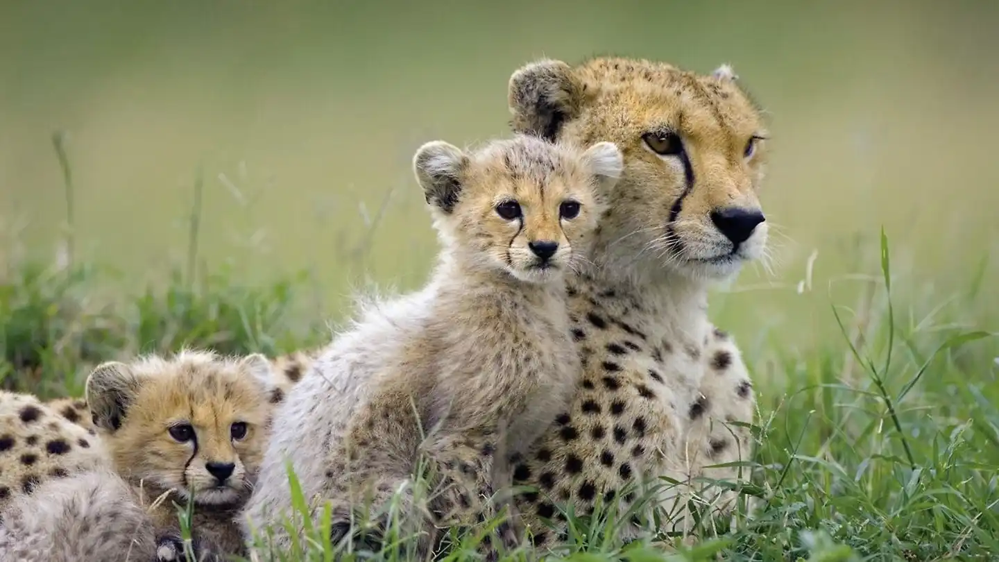 ADAC Special Kenia - Jenseits von Afrika Tiere
