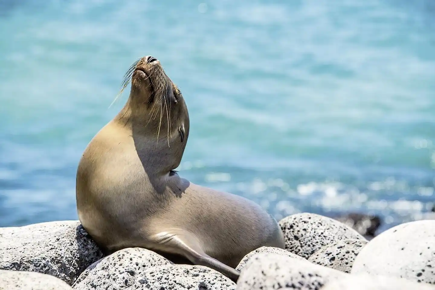 Galápagos Scalesia Lodge - 4 Nächte Tiere