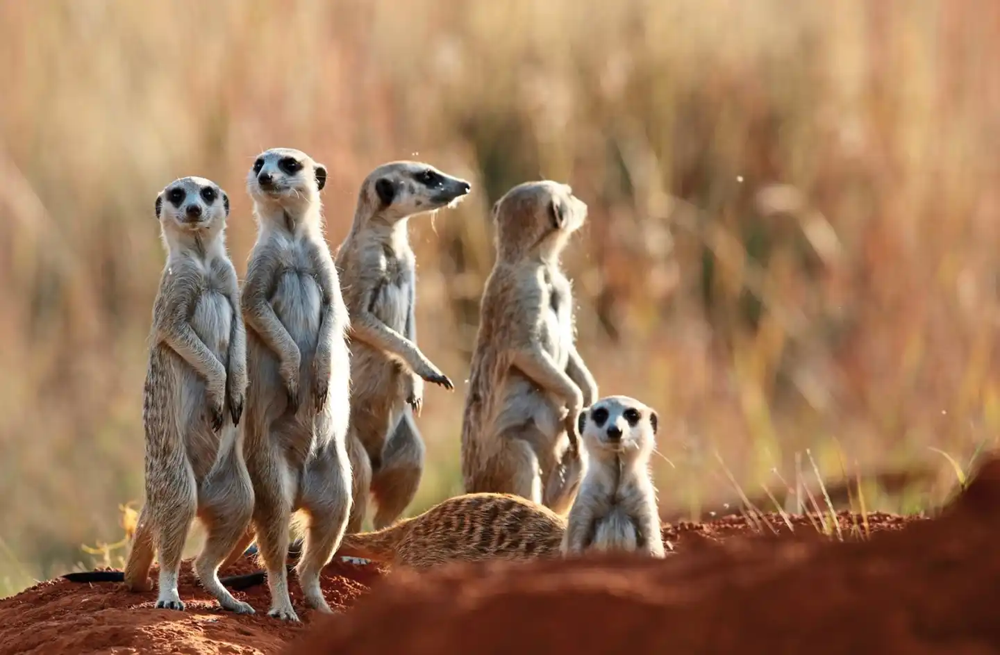 Erlebnis Gartenroute, Karoo & Addo Tiere